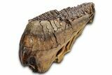 Fossil Woolly Mammoth Lower M Molar - Siberia #337196-6